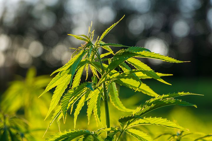 Better cannabis policies